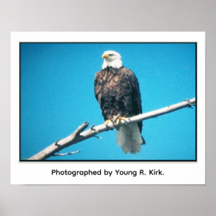 Weißkopfseeadler Poster