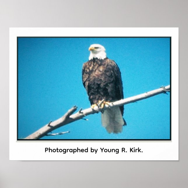 Weißkopfseeadler Poster (Vorne)