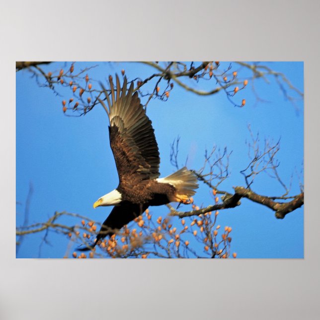 Weißkopfseeadler Poster (Vorne)