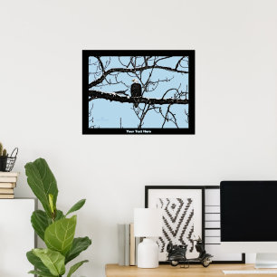 Weißkopfseeadler Poster
