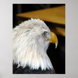 Weißkopfseeadler Poster
