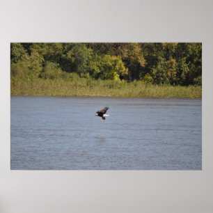 Weißkopfseeadler Poster