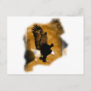 Weißkopfseeadler Postkarte