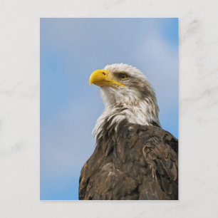 Weißkopfseeadler Postkarte