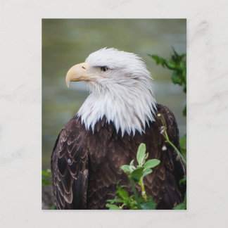 Weißkopfseeadler Postkarte