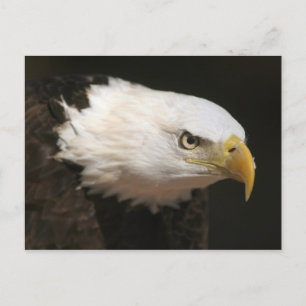 Weißkopfseeadler Postkarte