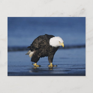 Weißkopfseeadler Postkarte