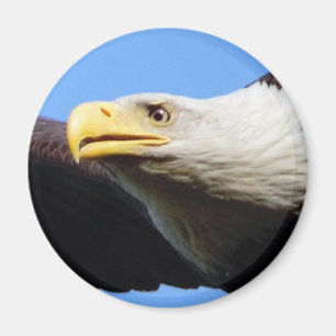 Weißkopfseeadler-Profil Magnet