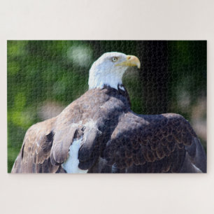 Weißkopfseeadler Puzzle