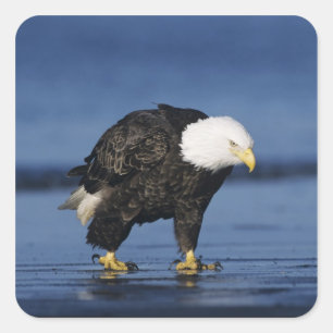 Weißkopfseeadler Quadratischer Aufkleber