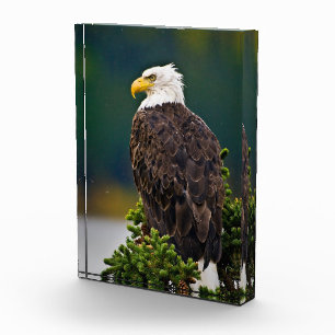 Weißkopfseeadler sitzend fotoblock