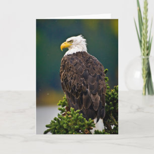 Weißkopfseeadler sitzend karte