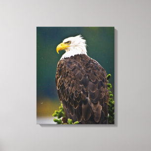 Weißkopfseeadler sitzend leinwanddruck