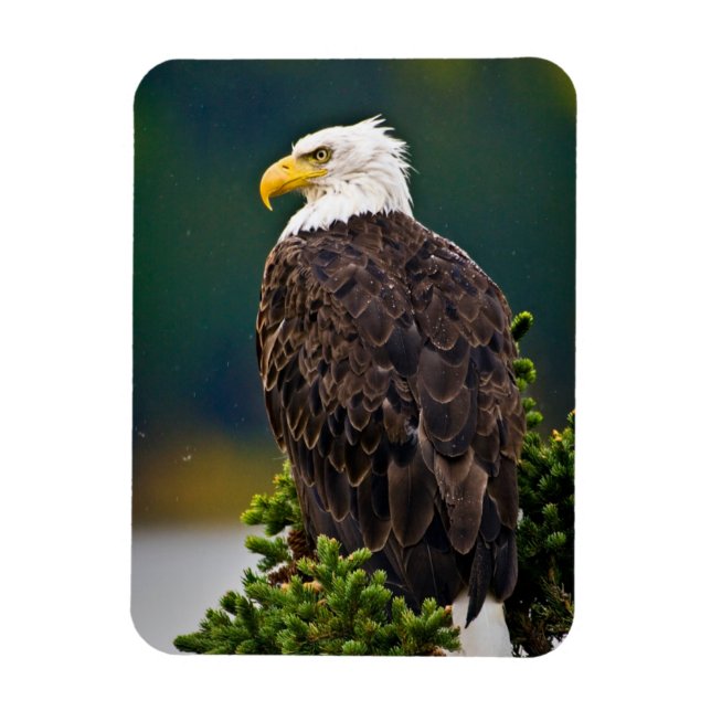 Weißkopfseeadler sitzend magnet (Vertikal)