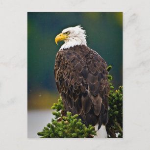 Weißkopfseeadler sitzend postkarte
