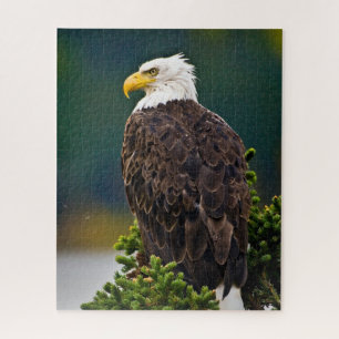 Weißkopfseeadler sitzend puzzle