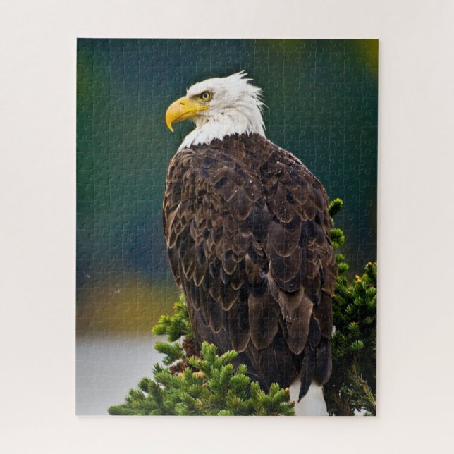 Weißkopfseeadler sitzend puzzle (Vertikal)