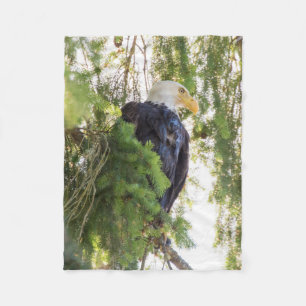 Weißkopfseeadler sitzt in Douglasie Fleecedecke
