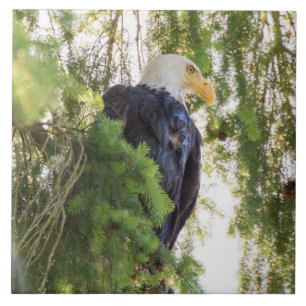 Weißkopfseeadler sitzt in Douglasie Fliese