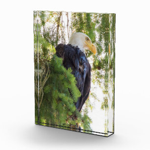 Weißkopfseeadler sitzt in Douglasie Fotoblock