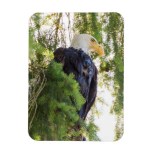 Weißkopfseeadler sitzt in Douglasie Magnet