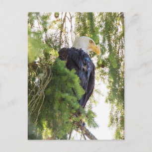 Weißkopfseeadler sitzt in Douglasie Postkarte