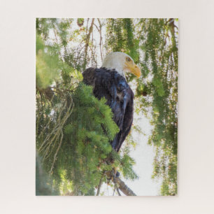 Weißkopfseeadler sitzt in Douglasie Puzzle
