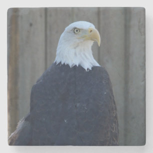 Weißkopfseeadler Steinuntersetzer