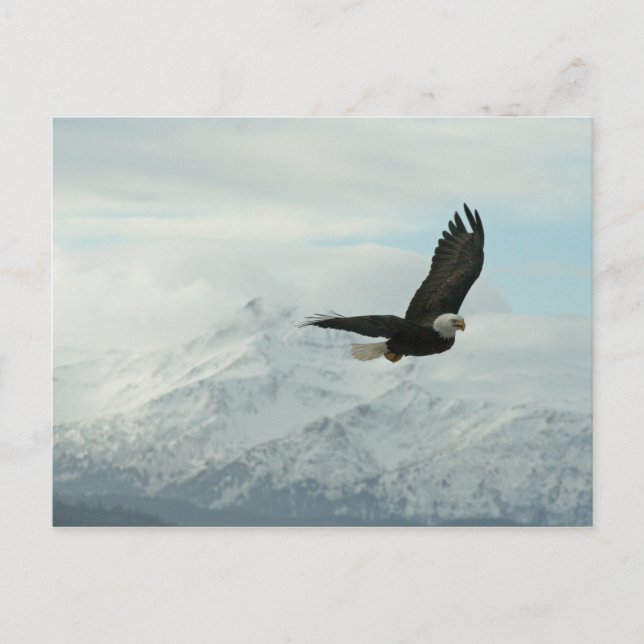 Weißkopfseeadler u. Berge Postkarte (Vorderseite)