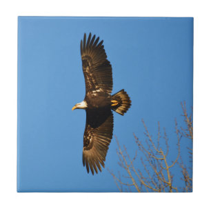 Weißkopfseeadler über Bäumen kreisend Fliese