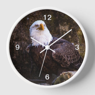 Weißkopfseeadler Uhr