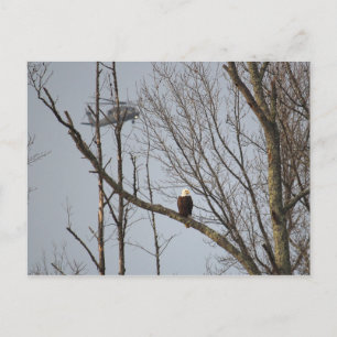 Weißkopfseeadler und Blackhawk Postkarte
