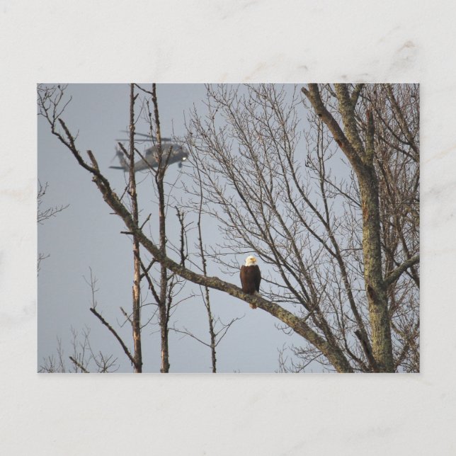 Weißkopfseeadler und Blackhawk Postkarte (Vorderseite)