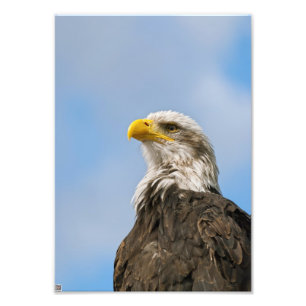 Weißkopfseeadler-Wildnis-Porträtkunst Fotodruck