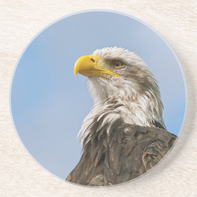 Weißkopfseeadler-Wildnis-Porträtkunst Getränkeuntersetzer (Vorne)