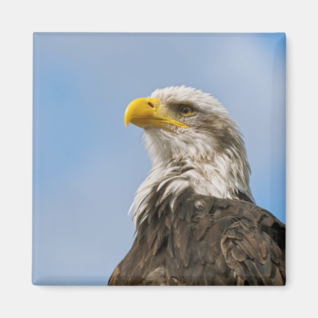 Weißkopfseeadler-Wildnis-Porträtkunst Magnet (Vorne)