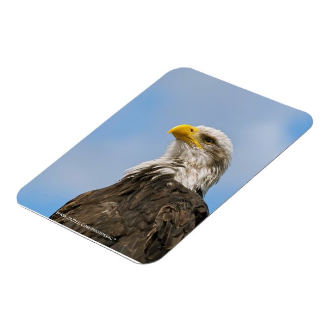 Weißkopfseeadler-Wildnis-Porträtkunst Magnet (Linke Seite)