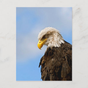 Weißkopfseeadler-Wildnis-Porträtkunst Postkarte