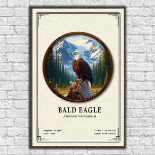 Weißkopfseeadler-Zoologie-Serie Poster