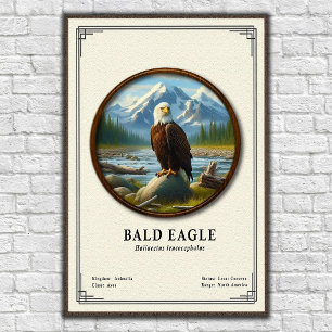 Weißkopfseeadler-Zoologie-Serie Poster