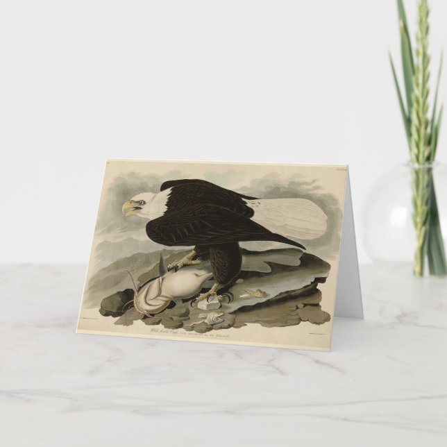 Weißkopfvögel (Bald-Adler) Audubon-Vögel aus Ameri Karte (Vorderseite)