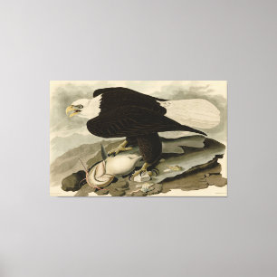 Weißkopfvögel (Bald-Adler) Audubon-Vögel aus Ameri Leinwanddruck