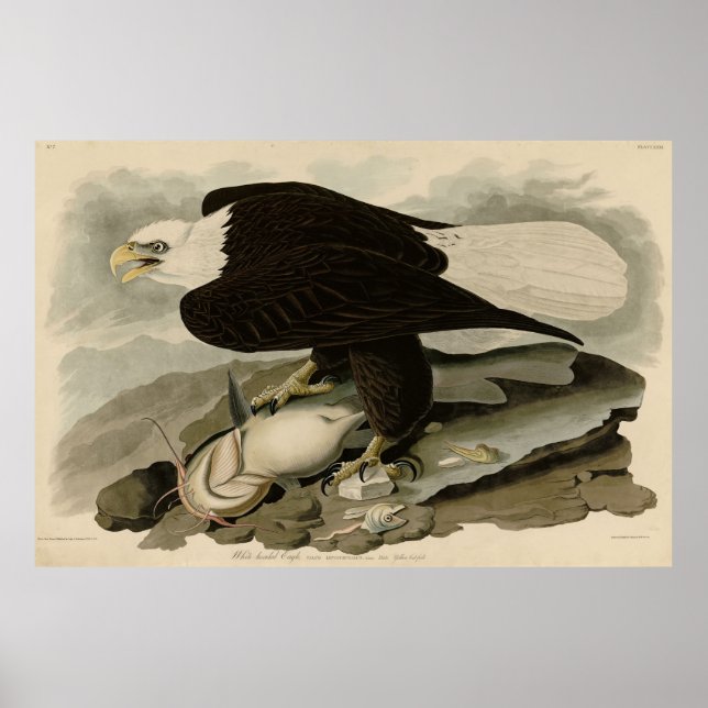 Weißkopfvögel (Bald-Adler) Audubon-Vögel aus Ameri Poster (Vorne)