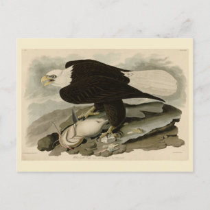 Weißkopfvögel (Bald-Adler) Audubon-Vögel aus Ameri Postkarte