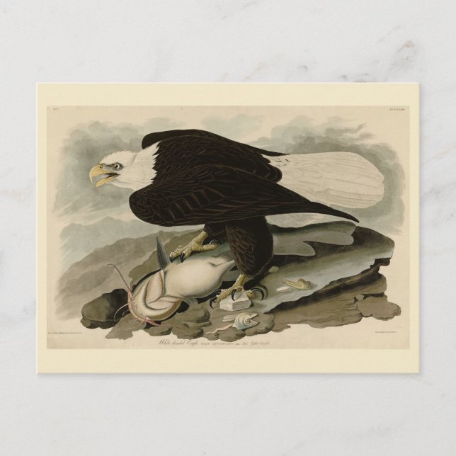 Weißkopfvögel (Bald-Adler) Audubon-Vögel aus Ameri Postkarte (Vorderseite)