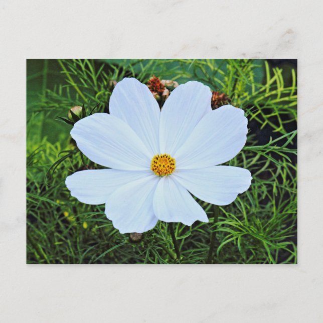 Weißkosmos Postkarte (Vorderseite)