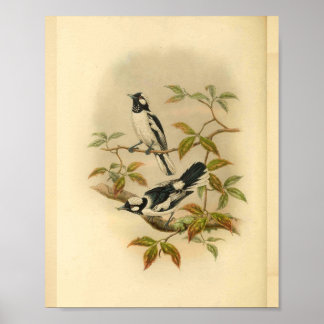 Weißkronen-Fliegenschnäpper Schwarzer Vogel Vintag Poster