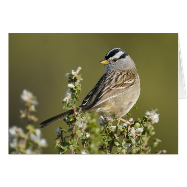 Weißkronenammer (Vorderseite (Horizontal))