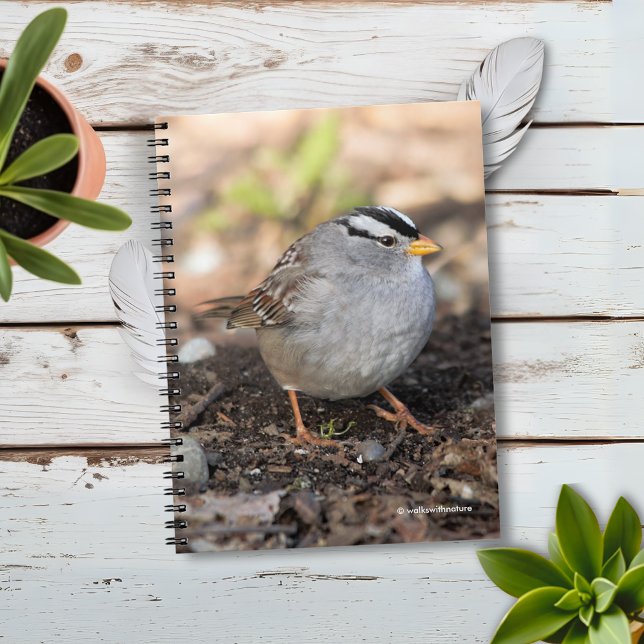 Weißkronenammer in der Wintersonne Notizblock (Chubby White-Crowned Sparrow on the Ground Journal Cover Photo)