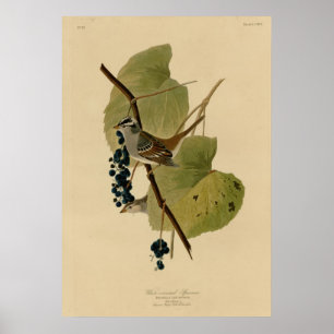 Weißkronenammer Poster